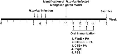 Therapeutic Protection Against H. pylori Infection in Mongolian Gerbils by Oral Immunization With a Tetravalent Epitope-Based Vaccine With Polysaccharide Adjuvant